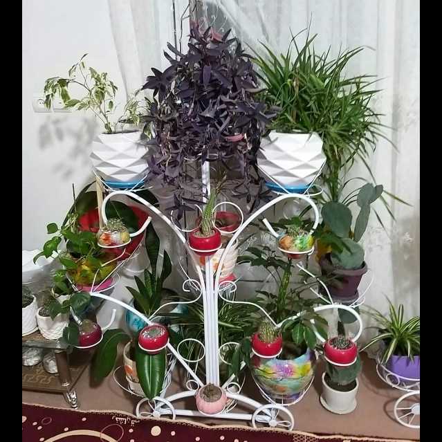 استند گل