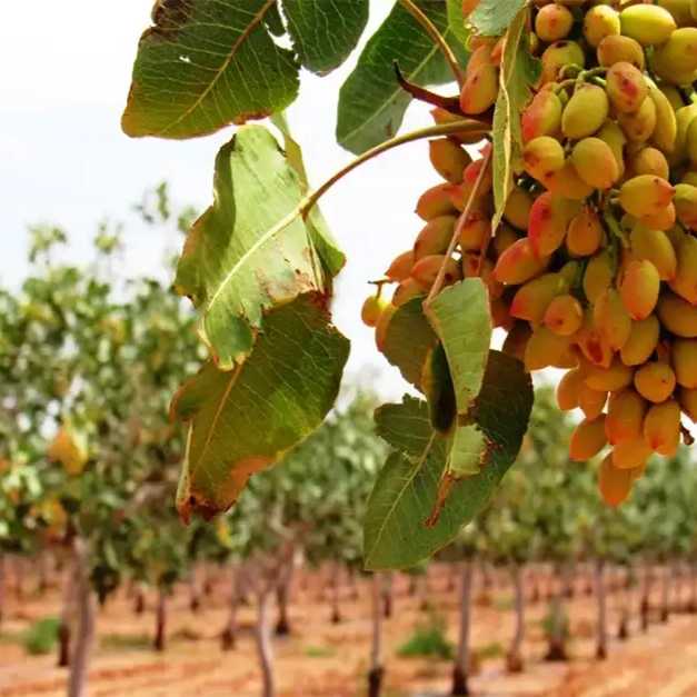 نهالستان پسته