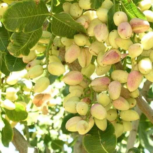 نهالستان پسته