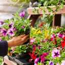 گل فروشی احسان کلاسیک در ارومیه