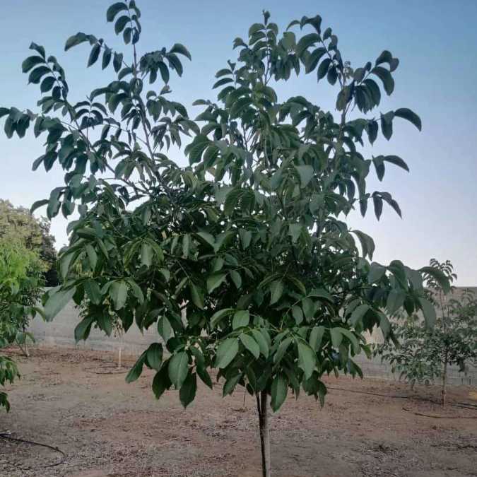 نهالستان گردو