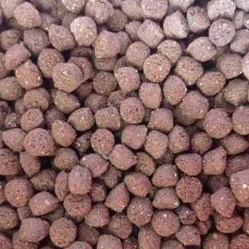 تولید غذای ماهیان گرمابی دانسو