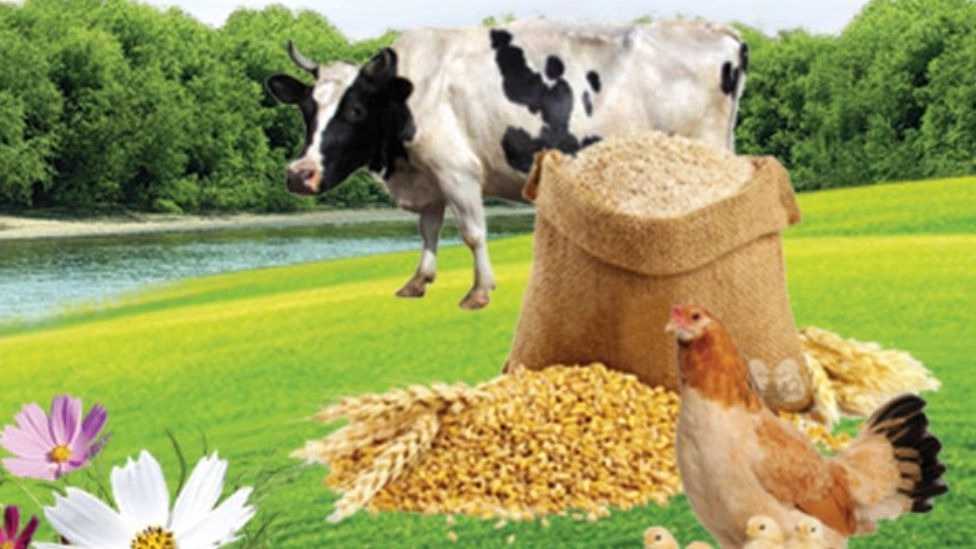 بهترین خوراک دام و طیور و ویژگی آن