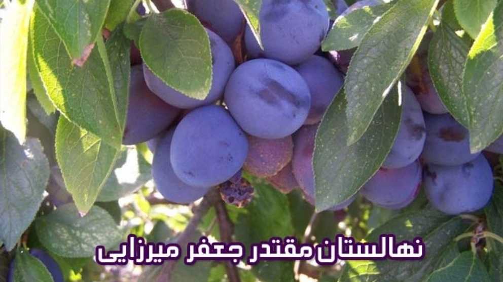 نهالستان و باغستان نوبهار جعفرمیرزایی در میاندوآب