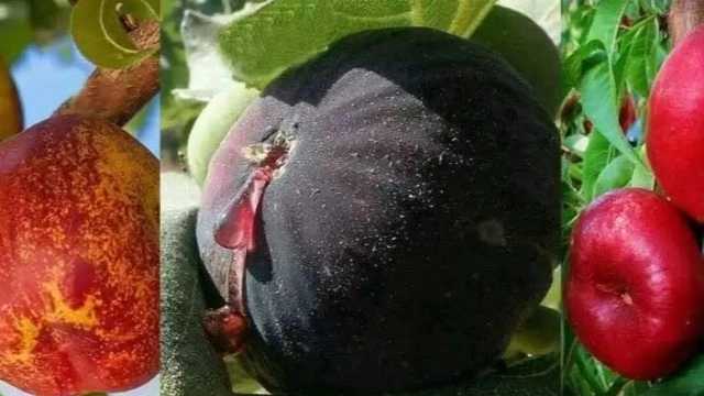 تولید کننده انواع نهال نهالستان مهندس باوقر در میاندوآب