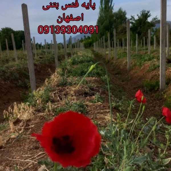 پایه فنس بتنی تیموری در تیران اصفهان