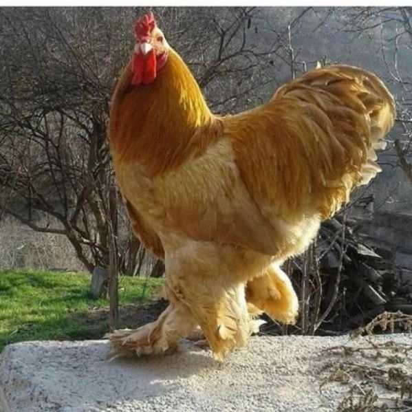 مرغ و خروس برهما