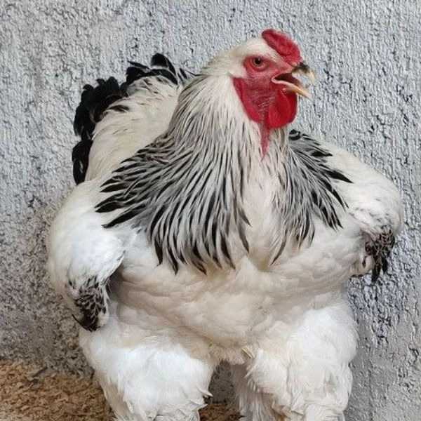 مرغ و خروس برهما