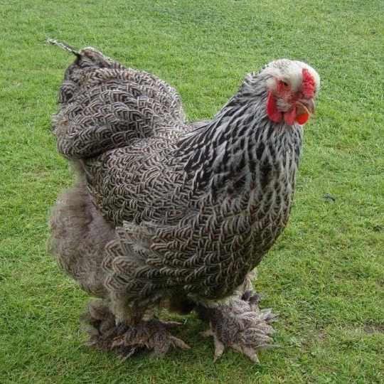 مرغ و خروس برهما