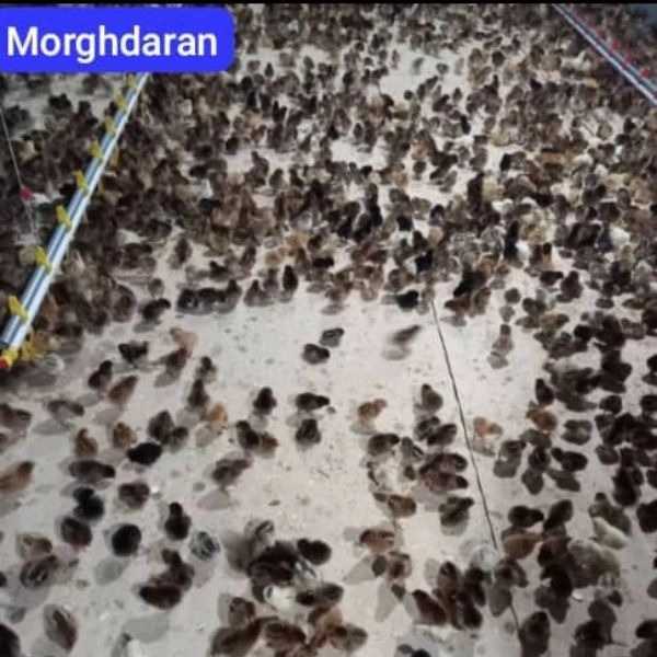 فروشگاه خوراک دام و طیور مرغداران در تالش