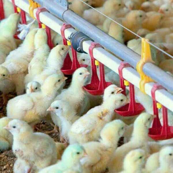 فروشگاه خوراک دام و طیور مرغداران در تالش