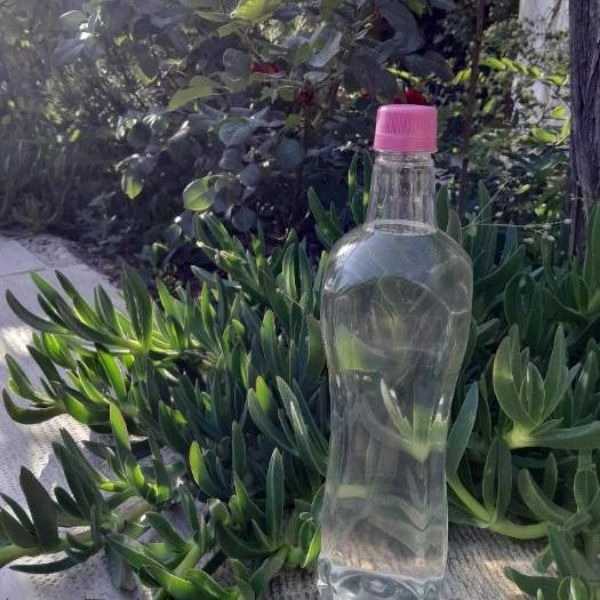 گلاب سنتی نيلو