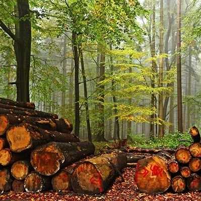 خرید و فروش چوب صنوبر جنگلی گردو کبوده کبیری در گرگان