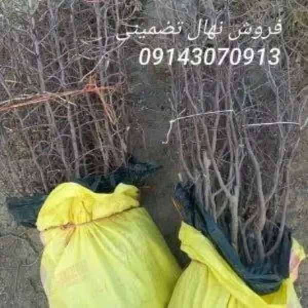 نهالستان بشیرزاده