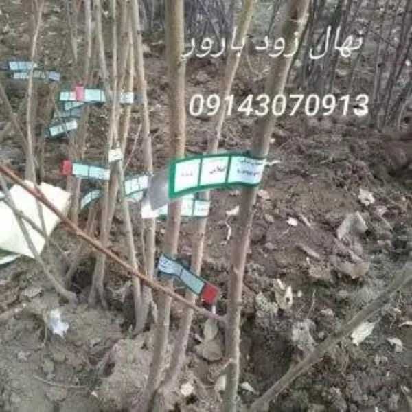 نهالستان بشیرزاده