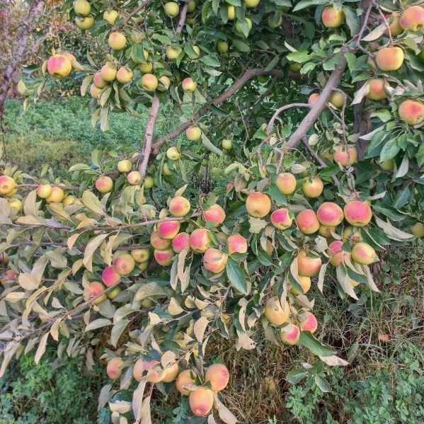 باغستان نوبهار جعفرمیرزایی