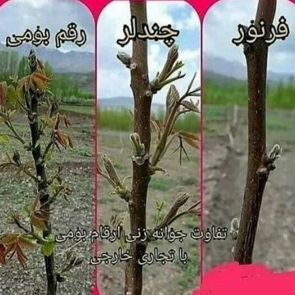 نهالستان