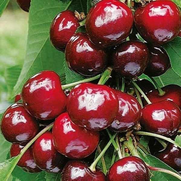 نهالستان