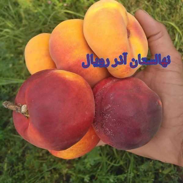 نهالستان
