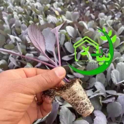 نشا و گلخانه بیات