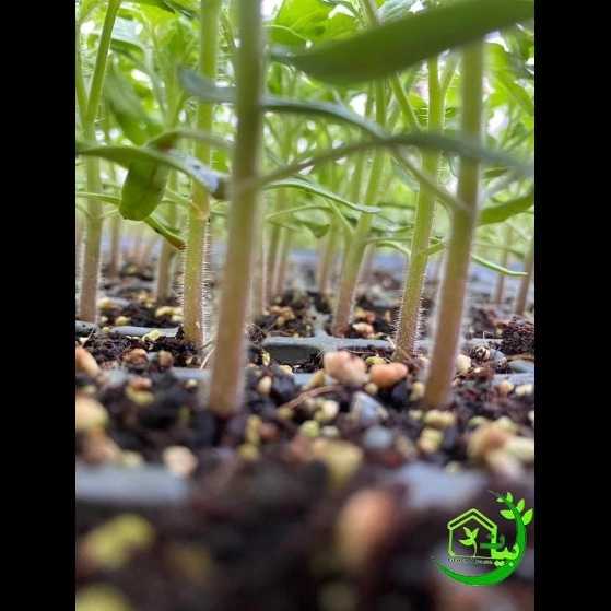نشا و گلخانه بیات
