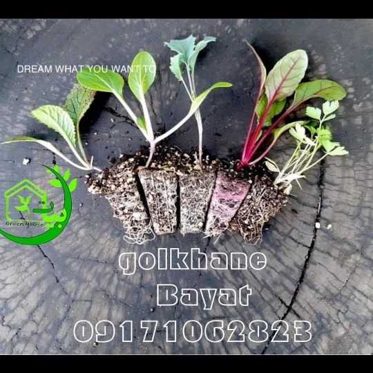 نشا و گلخانه بیات