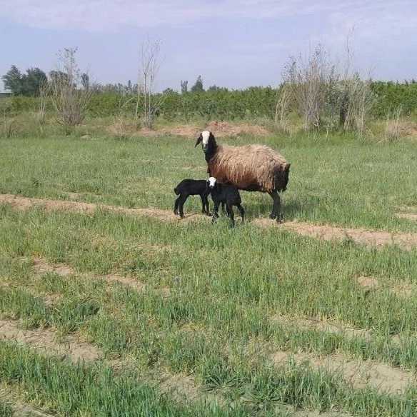 دامپروری رضاخانی