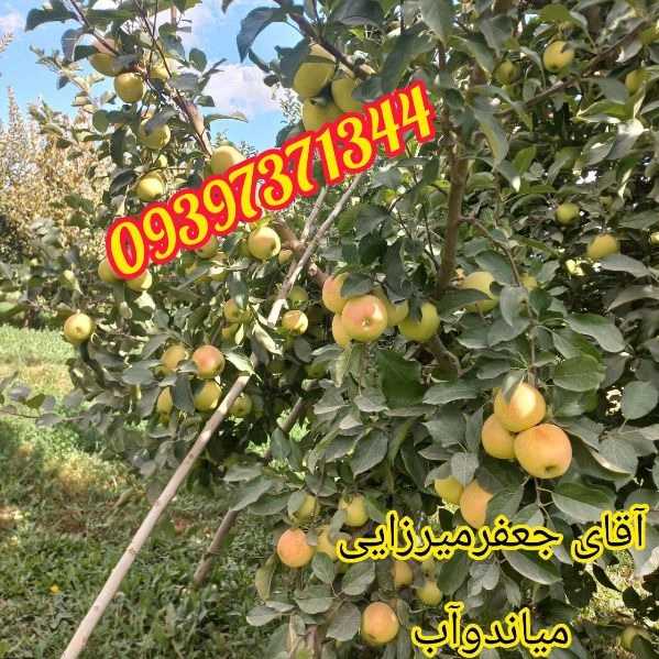 نهالستان نوبهار جعفرمیرزایی