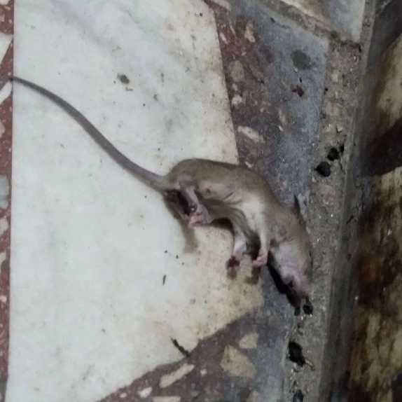 سمپاشی تخصصی پارساگستر در رشت