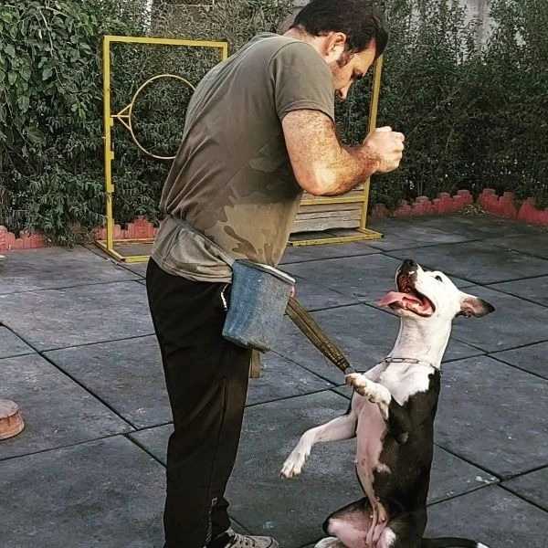 مرکز آموزشی سگ های کار هیرو k9 در کرج