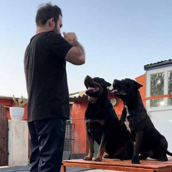 مرکز آموزشی سگ های کار هیرو k9 در کرج
