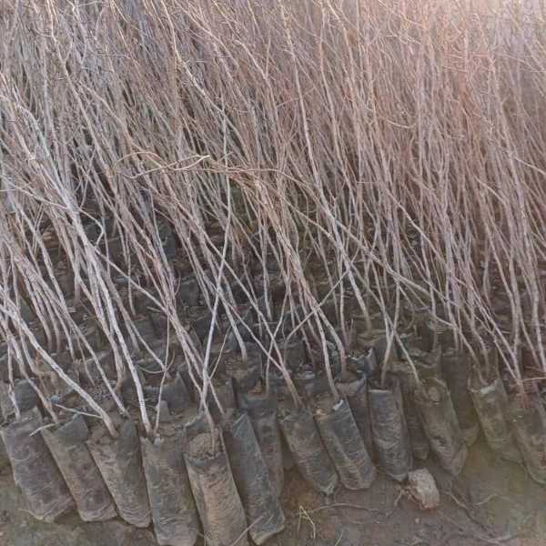نهالستان بشیرزاده