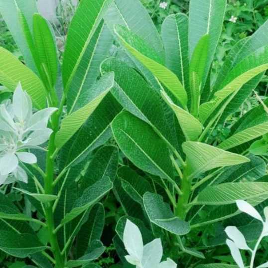 نهالستان سامیار