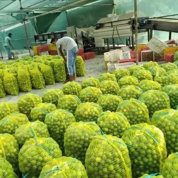 توری میوه و سبزی