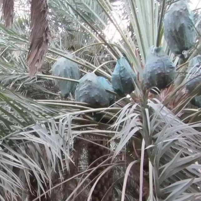 شبکه توری ضدسرمازدگی