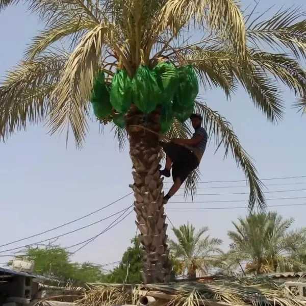 شبکه توری ضدسرمازدگی