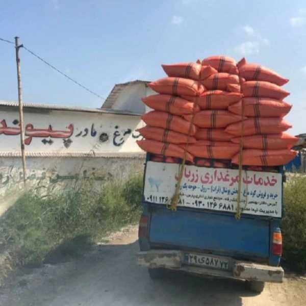 کود مرغی و تولید و پخش پوشال مرغداری