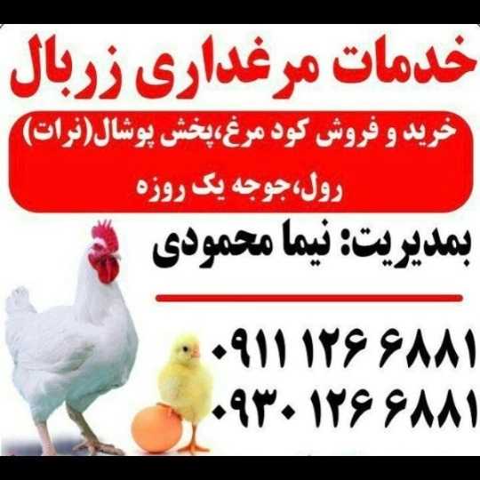 کود مرغی و تولید و پخش پوشال مرغداری