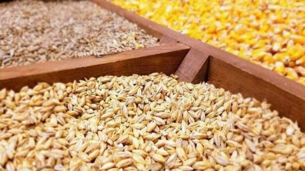 نهاده های دامی طاهر،خرید و فروش سبوس کاه گندم جو در گلستان
