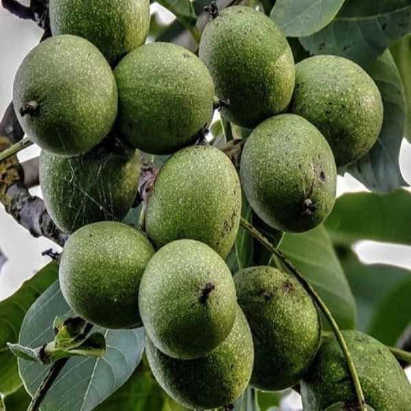 ارقام نهال گردو