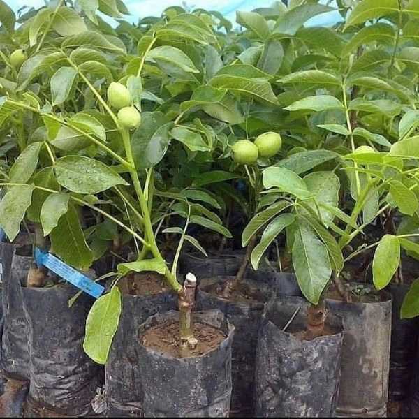 ارقام نهال گردو