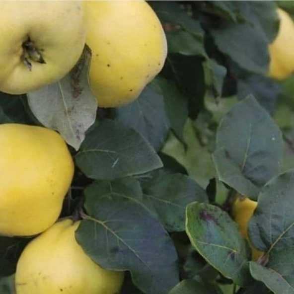 ارقام نهال به