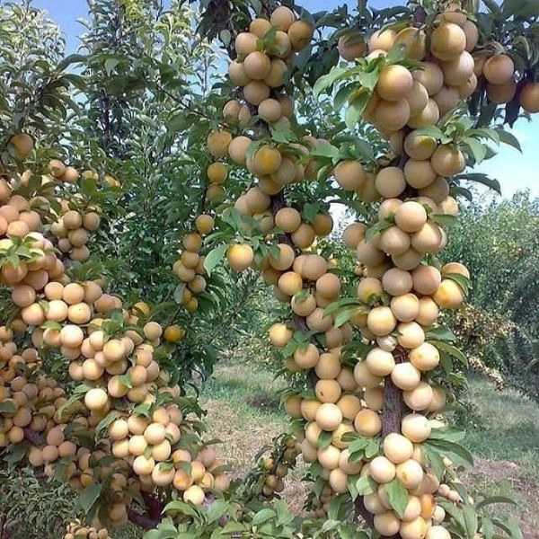 فروش انواع نهال های زود باز ده