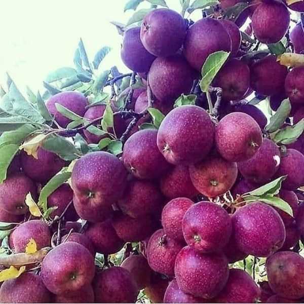 فروش انواع نهال های زود باز ده
