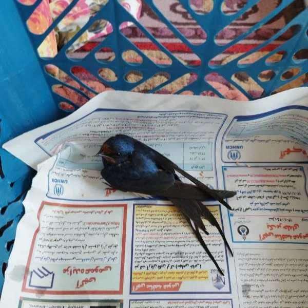 کلینیک و دامپزشکی پاو