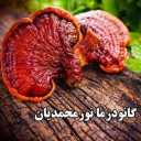 گانودرما نورمحمدیان ، تولید و پخش قارچ خالص گانودرما در کرمان