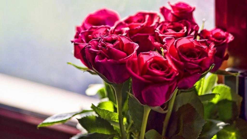 کمپانی ریواس ، تولید و پخش گل رز جاودان و هلندی در اصفهان