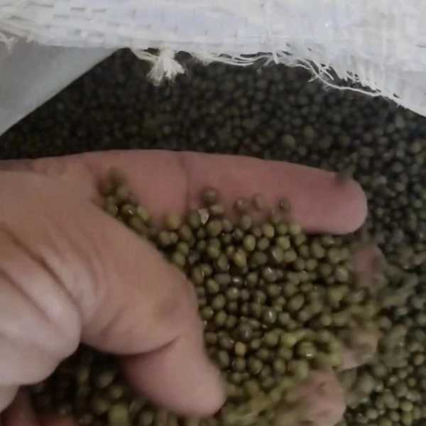 حبوبات ماداکتو