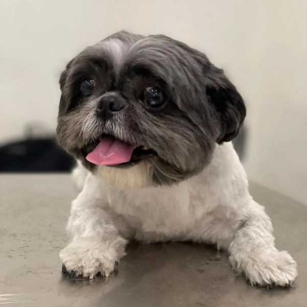 آرایشگاه حیوانات خانگی پاپت گرومینگ