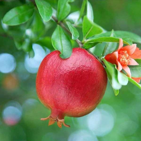بهین پلاست محمدی